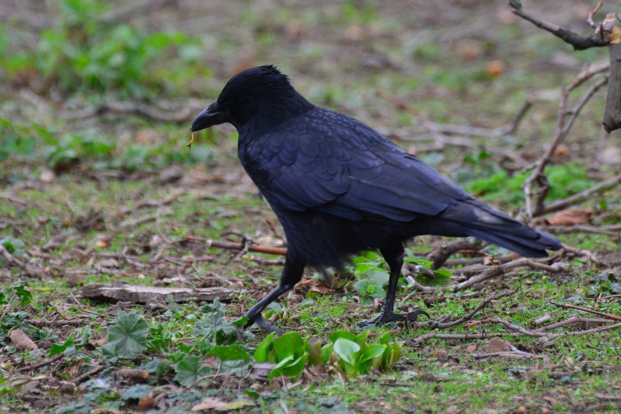 Corvus corone corone Corvus corone corone